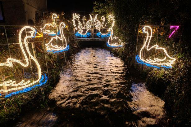 Seven swans a-swimming (Image: Greg Martin / Cornwall Live) 